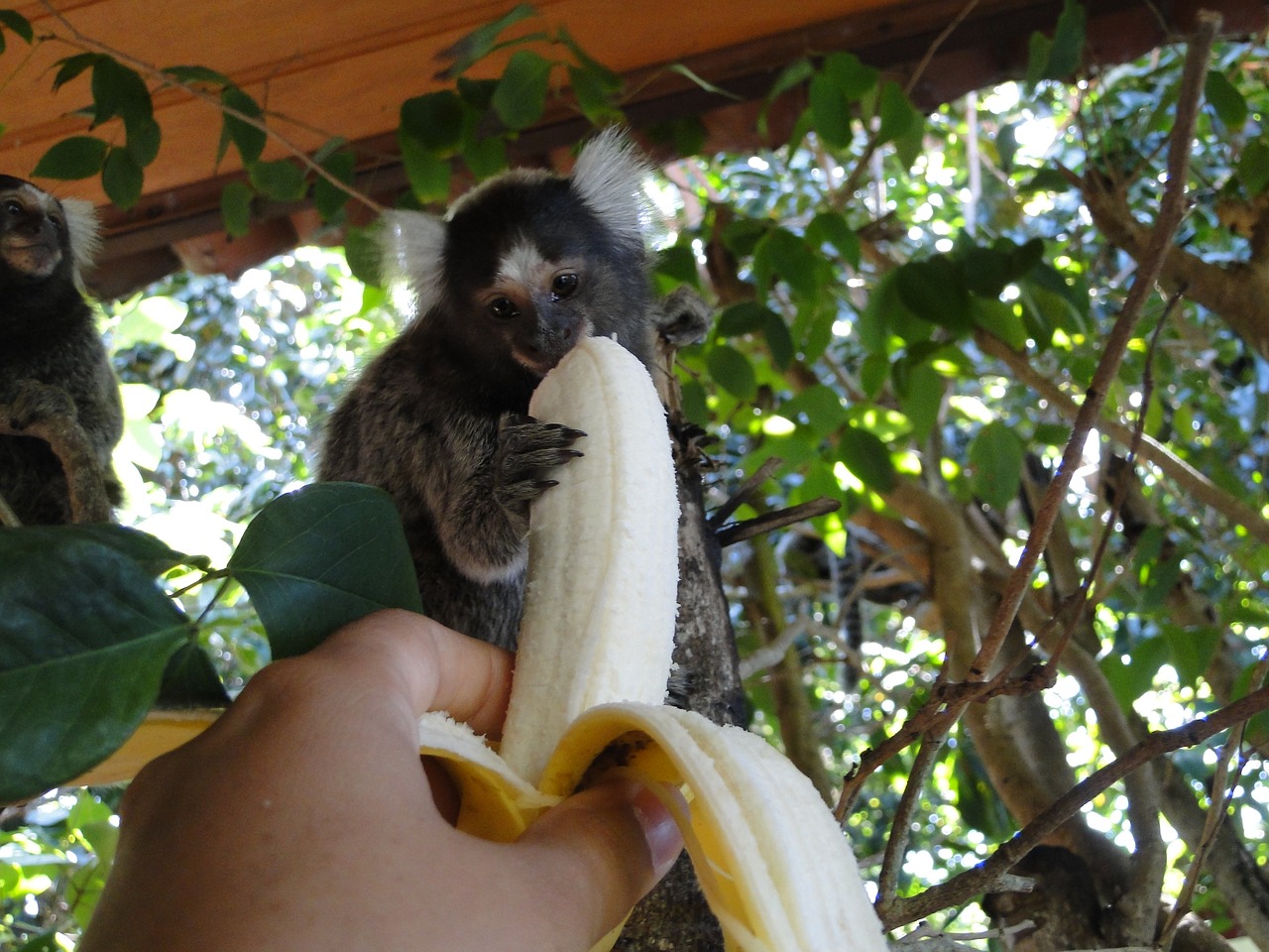 Image - monkey banana feed natural animal