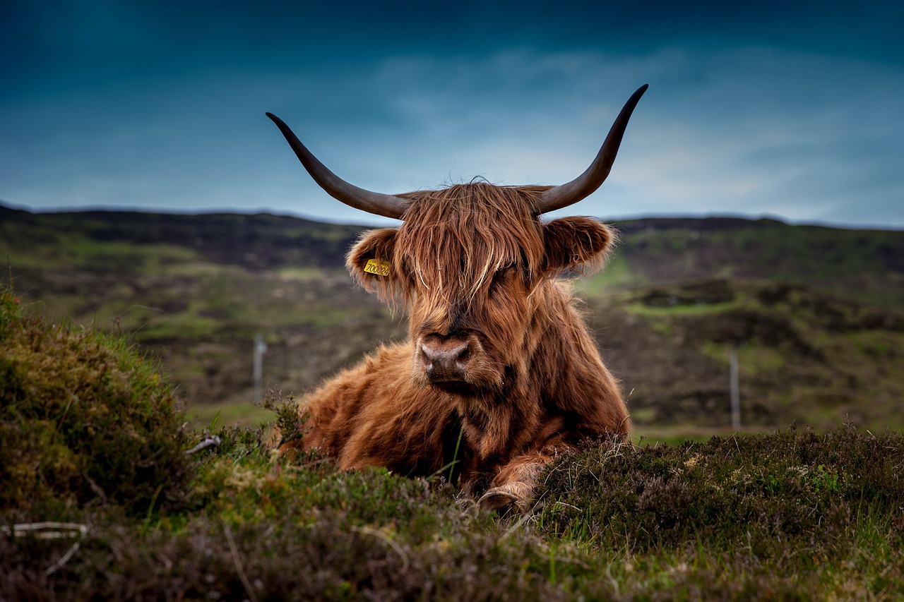 Image - beef scotland highland beef cow ox