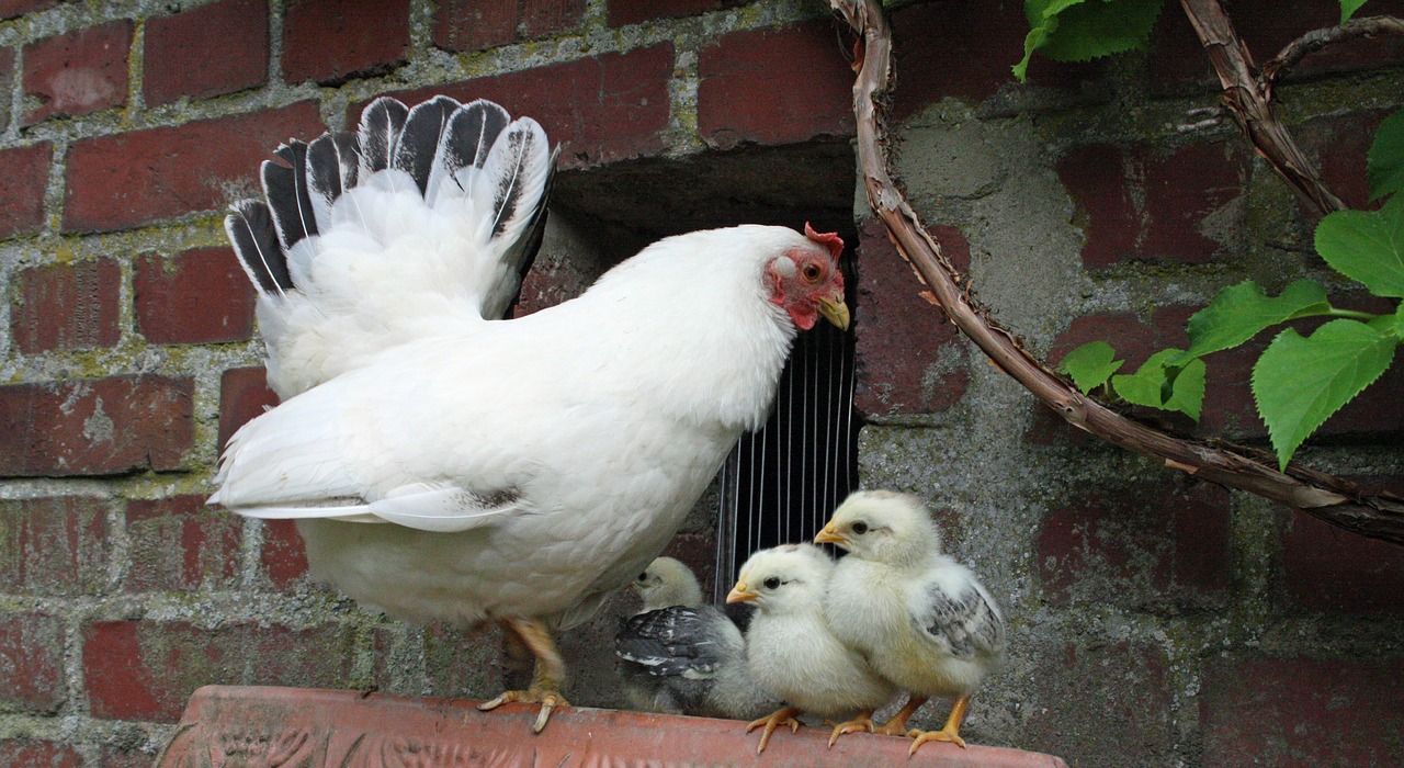 Image - chicken chicks chickens cute