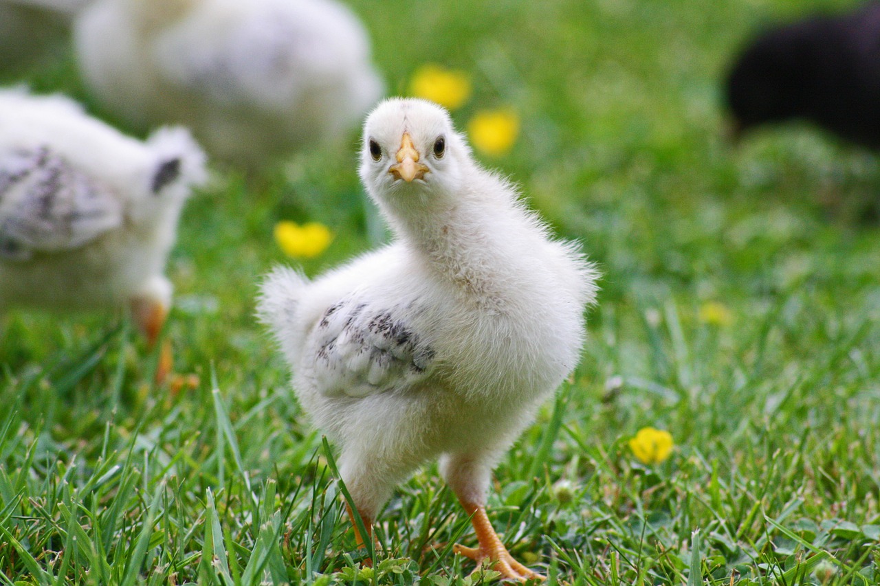 Image - chicks chicken spring easter nest