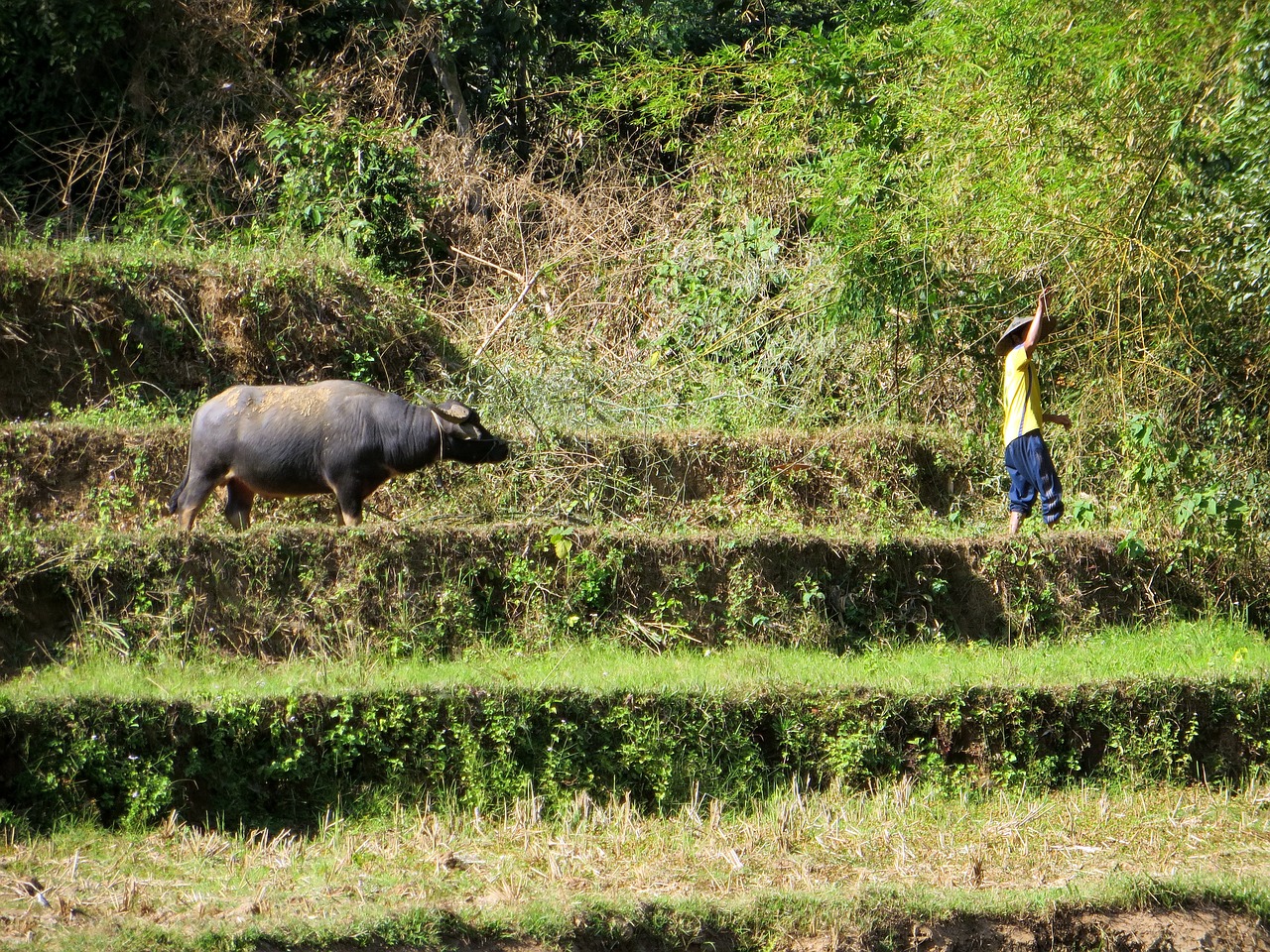 Image - laos kamu lodge buffalo