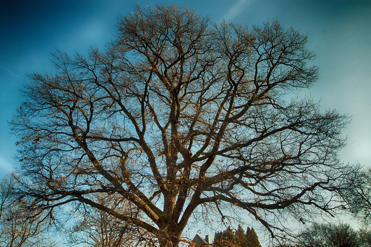 Image - oak tree old oak bark german oak