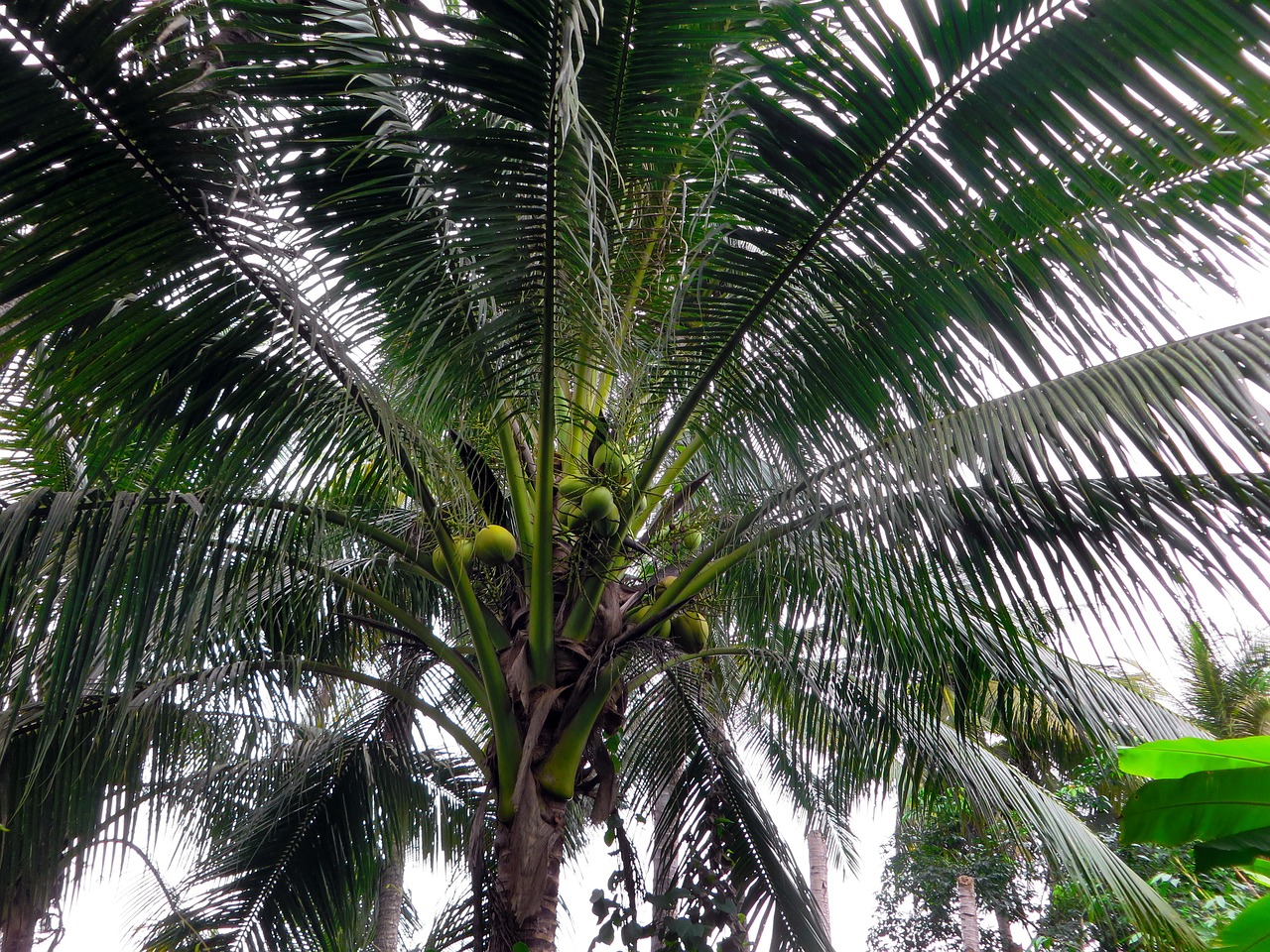 Image - asia laos coconut stipe food