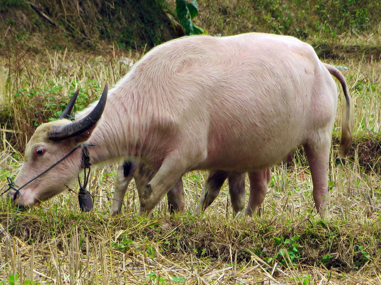 Image - laos white buffalo buffalo