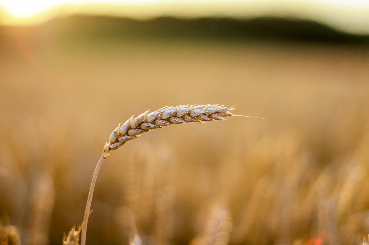 Image - grain cornfield cereals