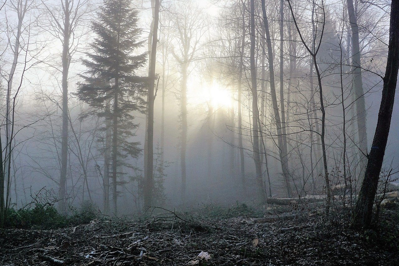 Image - forest fog sun nature trees