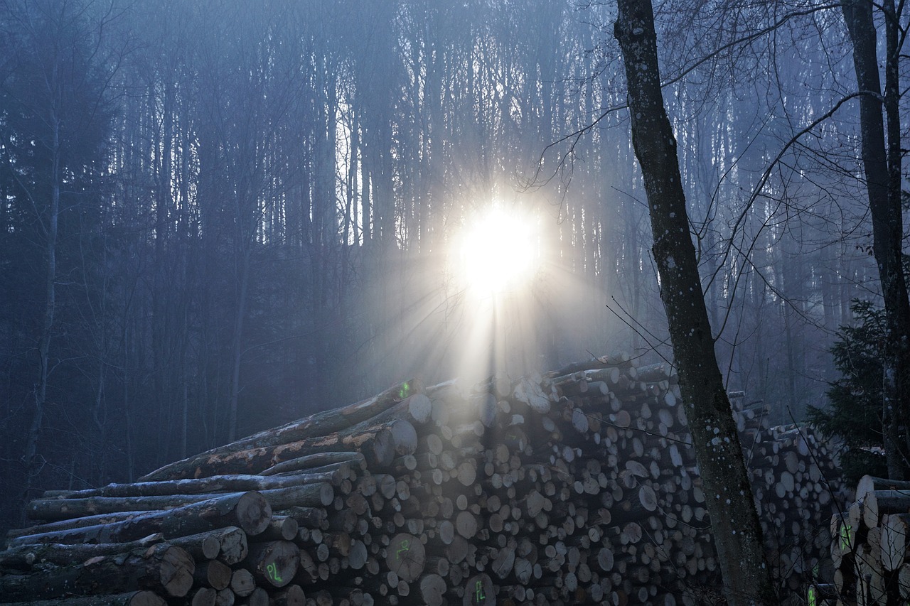 Image - forest sun uetliberg zurich