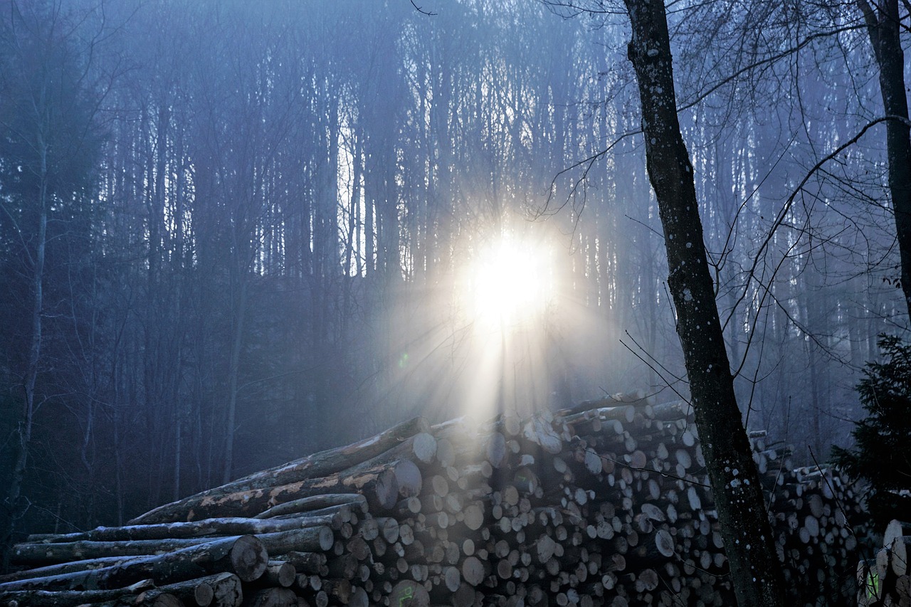 Image - forest fog sun nature trees