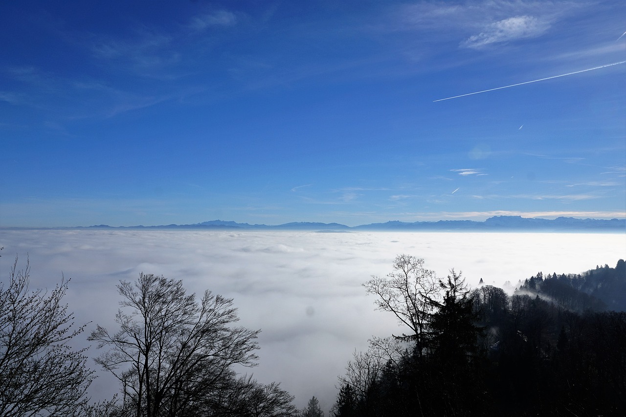 Image - forest sun uetliberg zurich fog