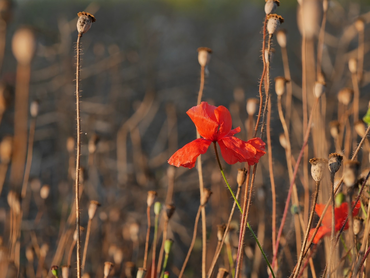 Image - poppy poppy capsules edge of field