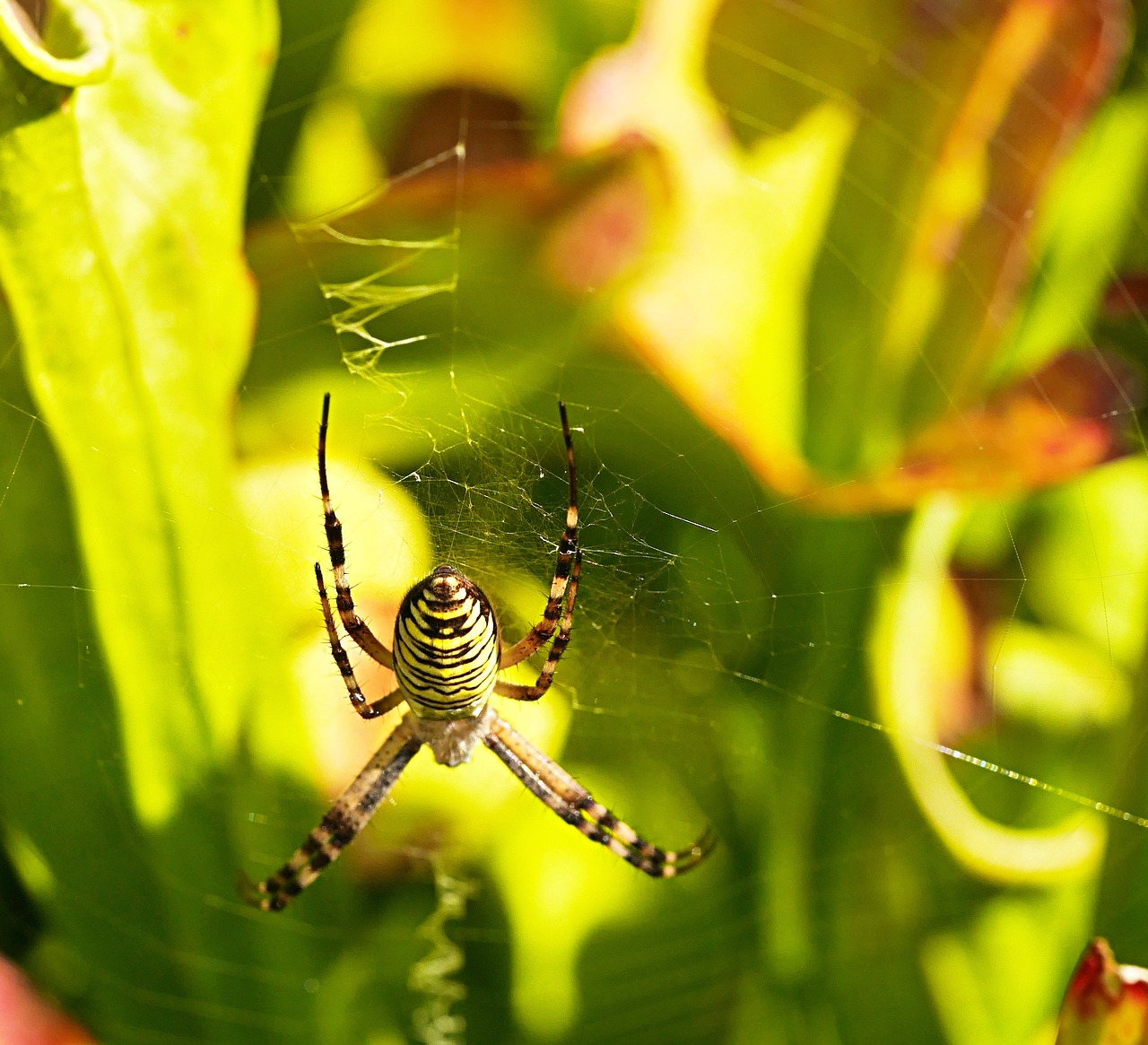 Image - spider cobwebs striped