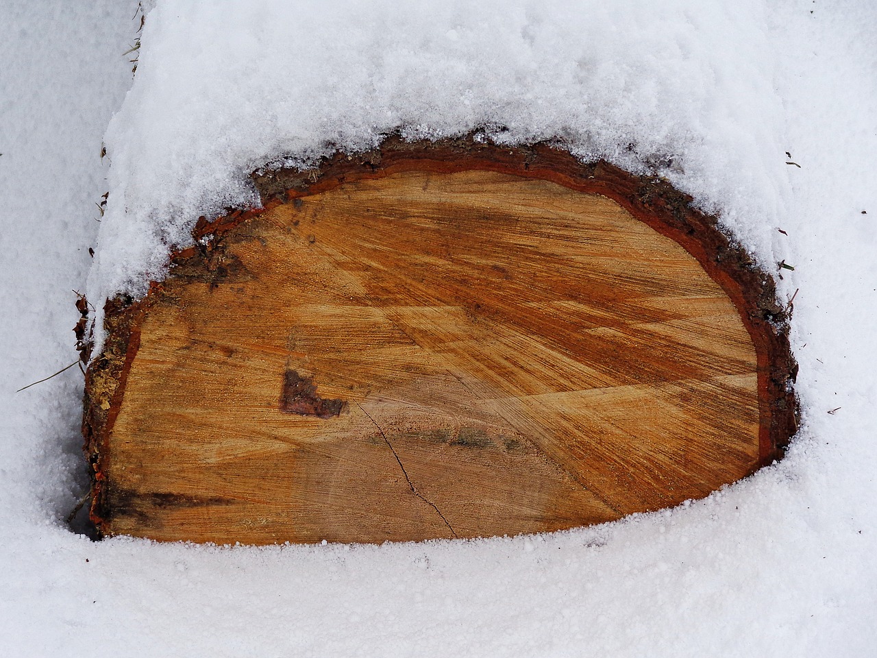 Image - snow winter trunk tree