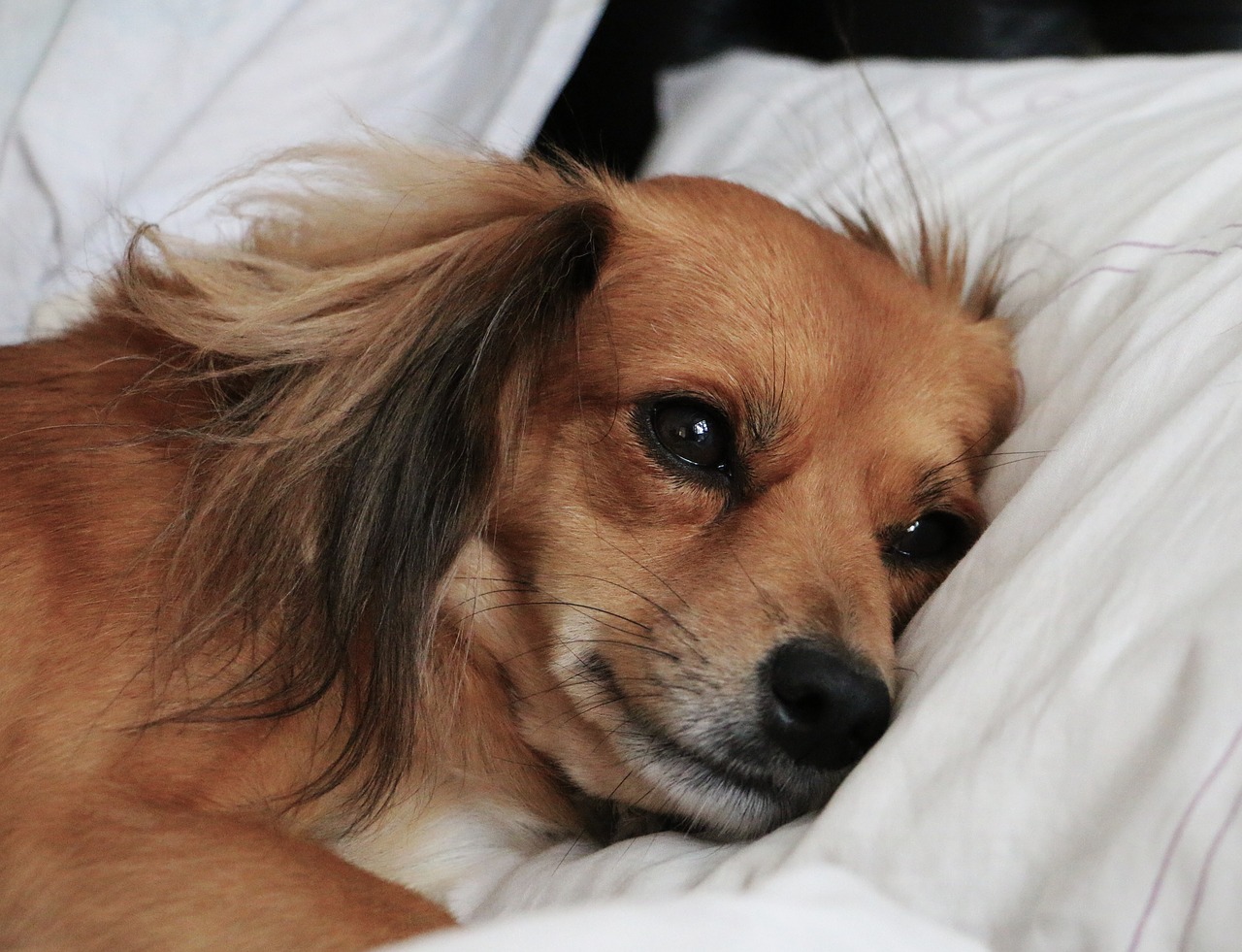 Image - sad dog lying in bed lying