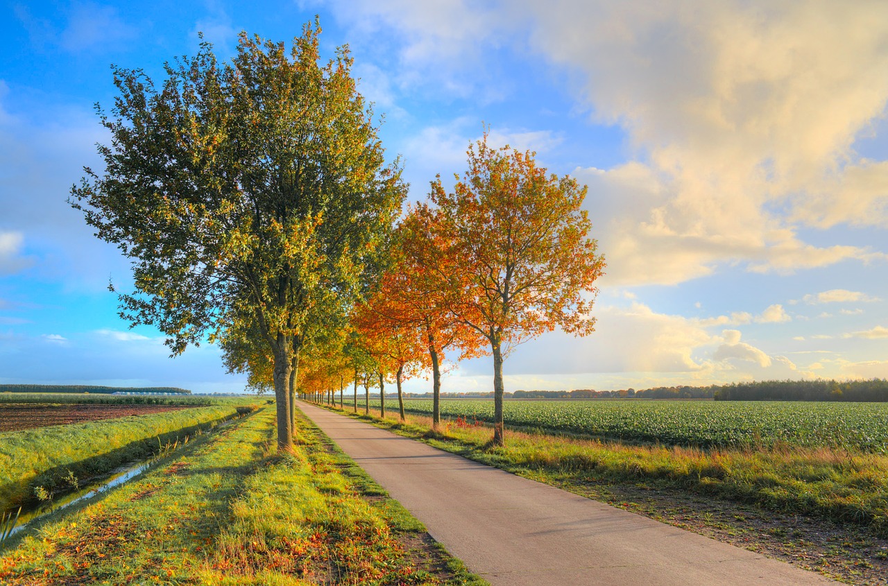 Image - road foliage trees autumn fall