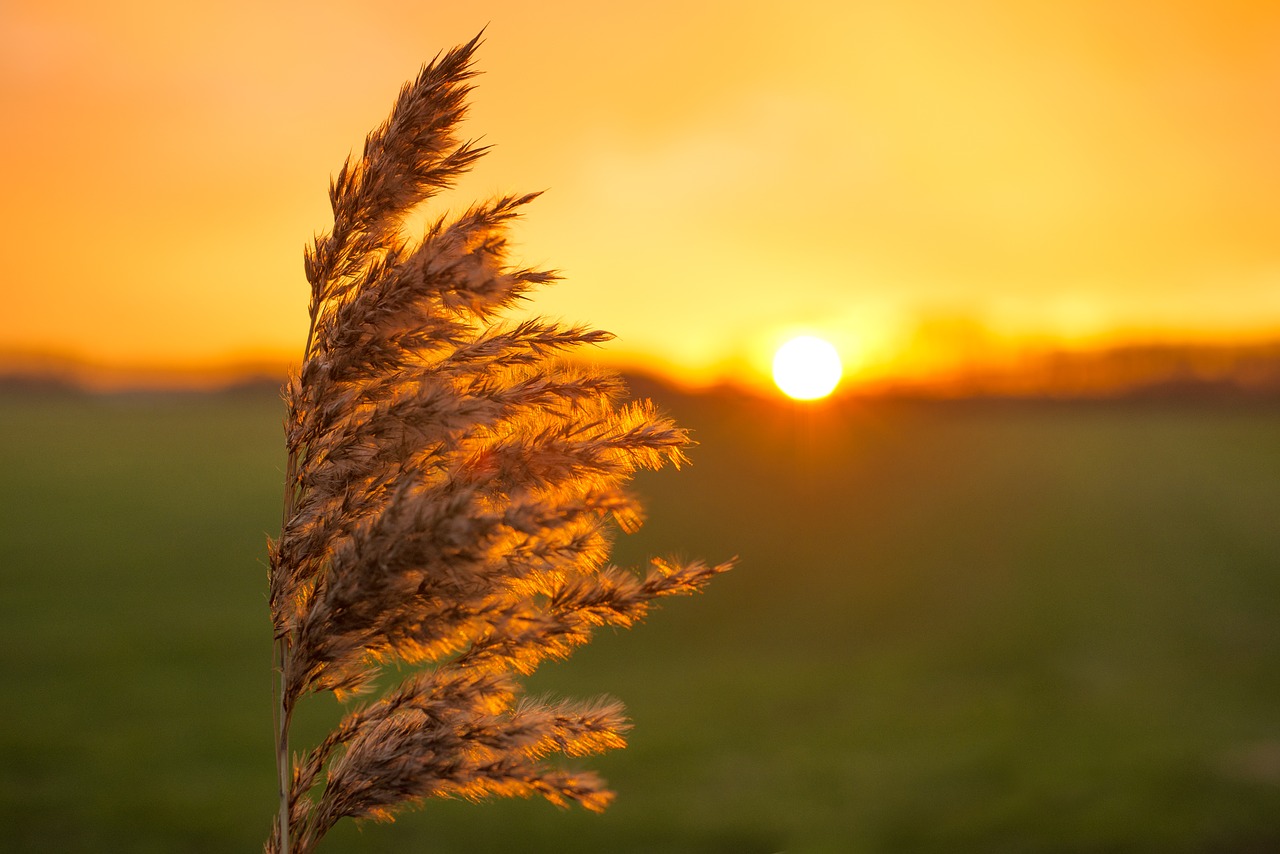 Image - plume sunset yellow nature