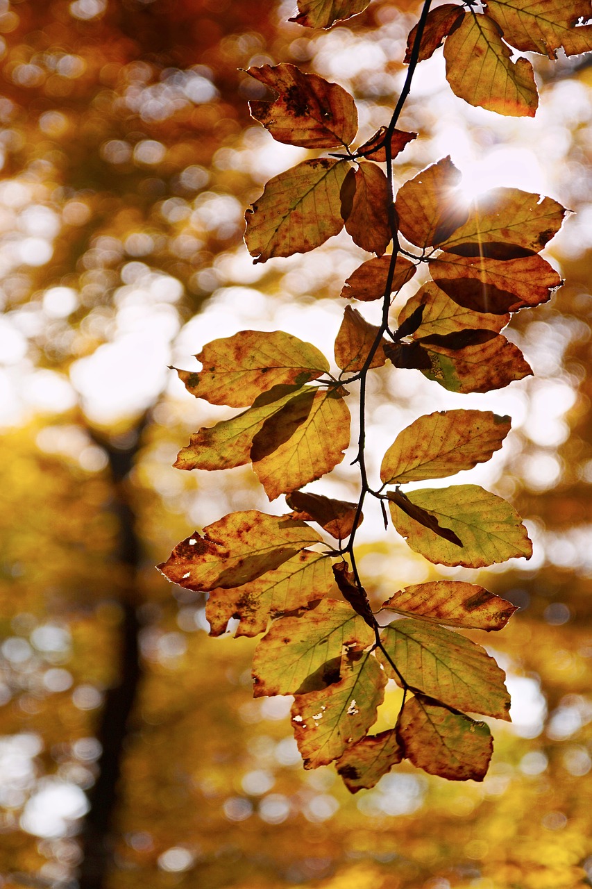 Image - beech autumn leaves foliage sun