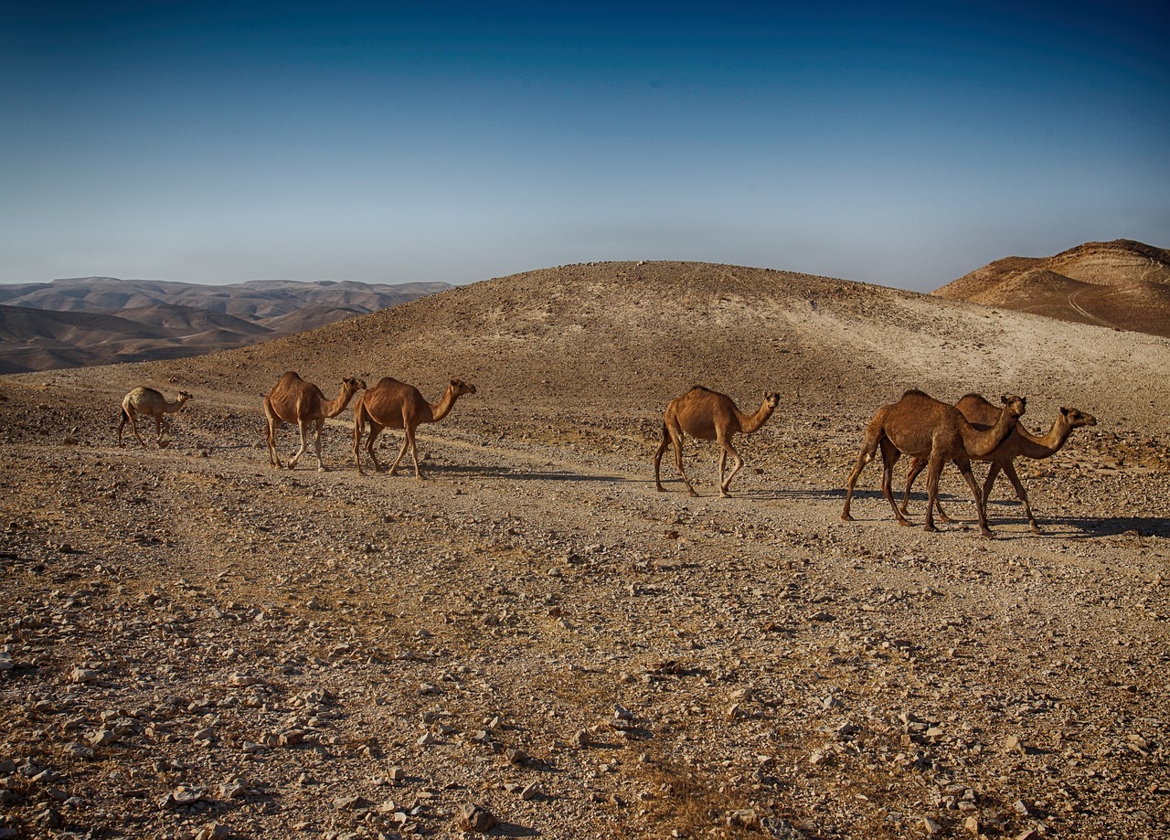 Image - dead sea timna red arava wide
