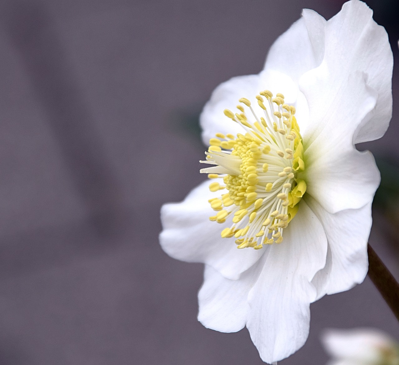 Image - christmas rose blossom bloom white