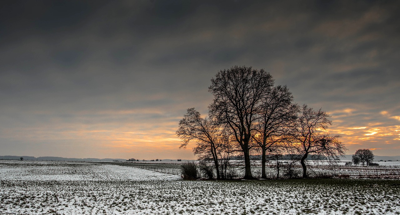 Image - winters cold snow tree landscape