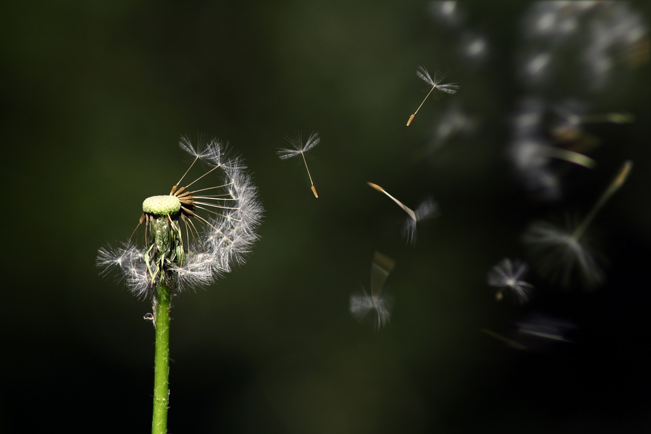 Image - dandelion floating flower nature