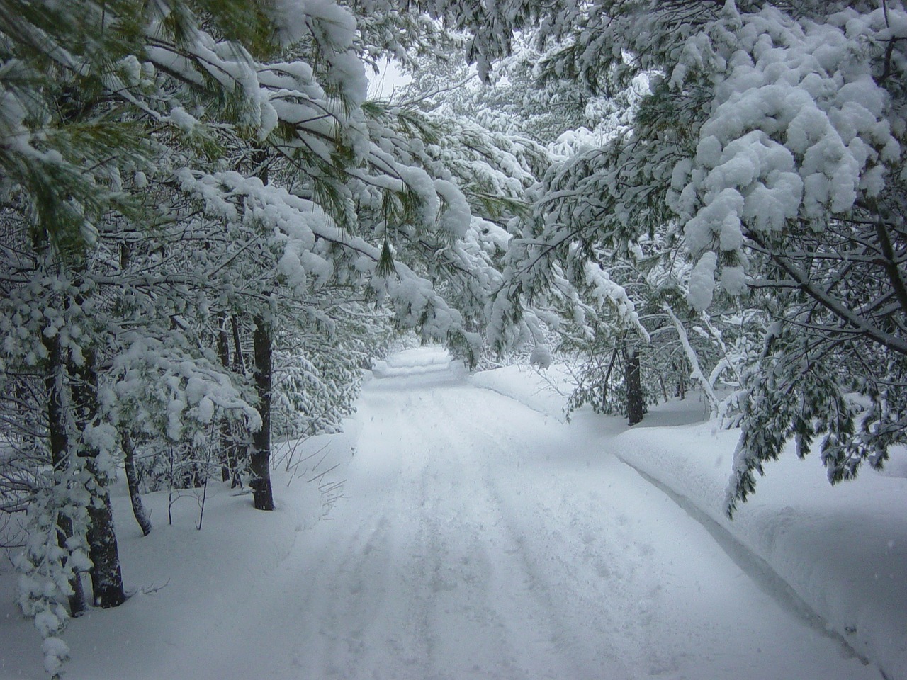 Image - winter snow forest wood holiday