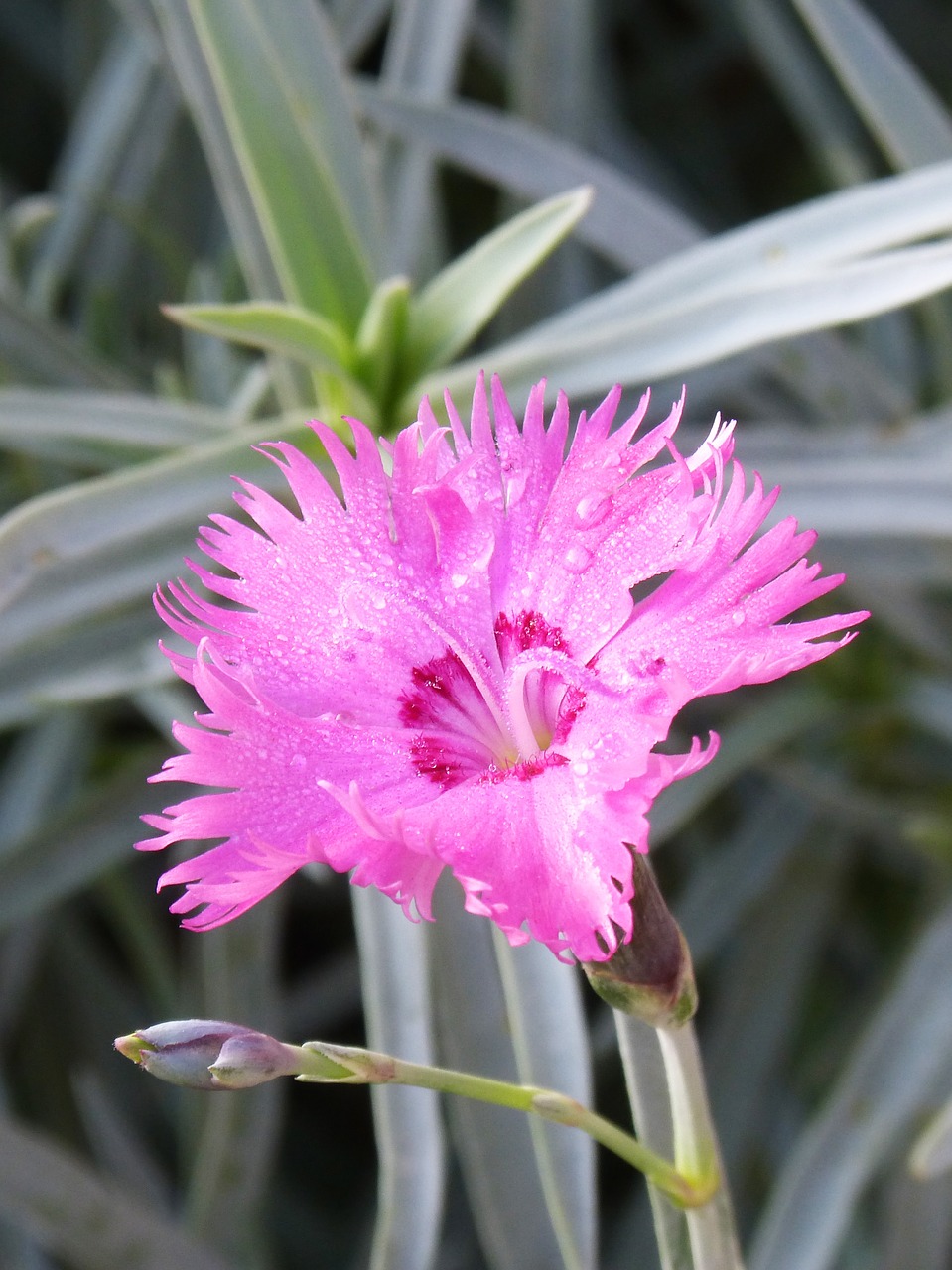 Image - carnation clavellina flower rocio