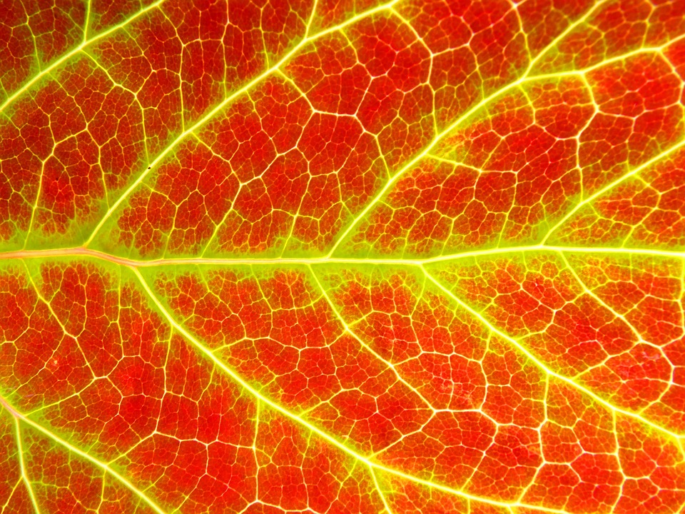 Image - leaf background texture