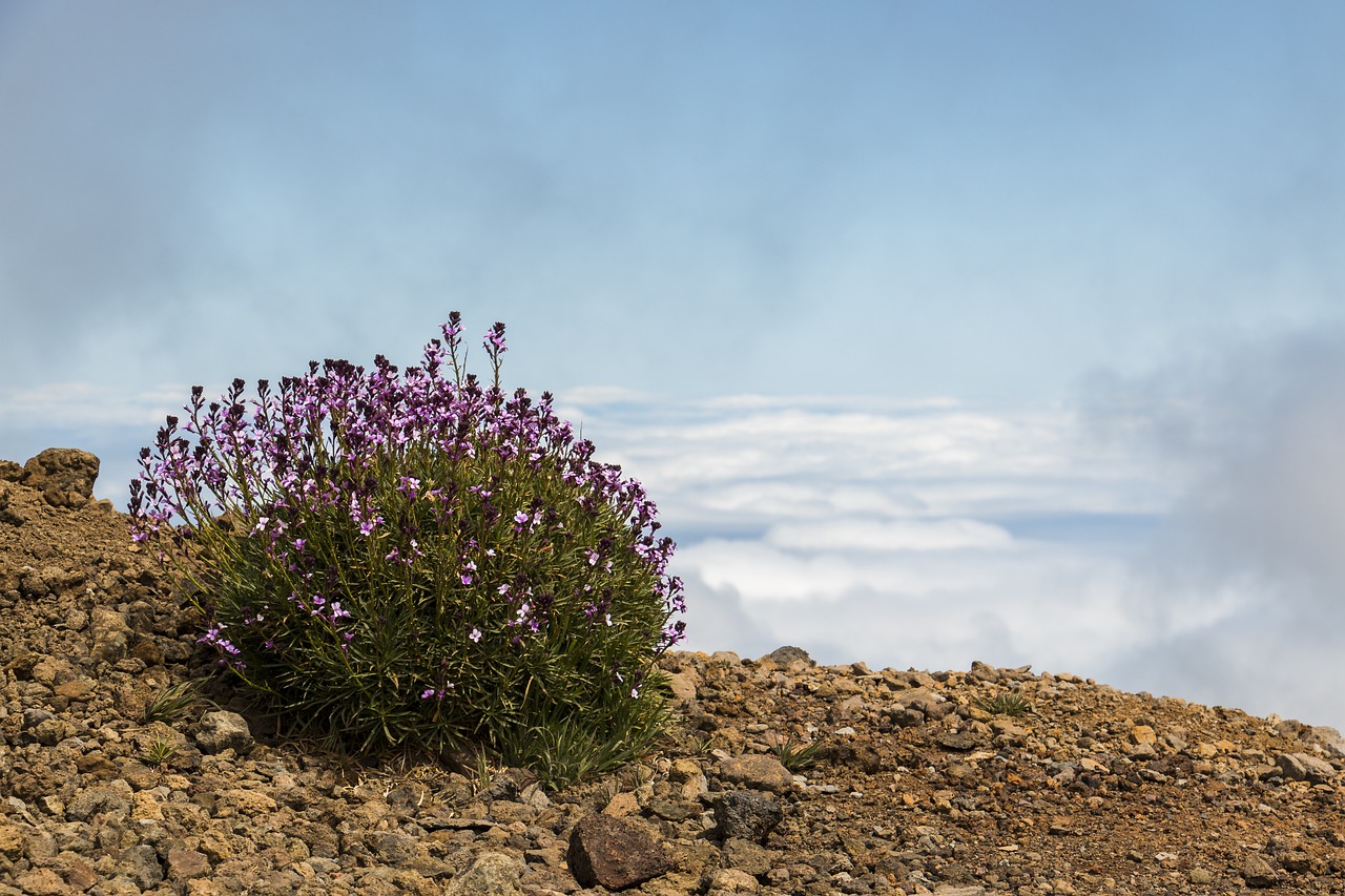 Image - flower la palma canary islands view