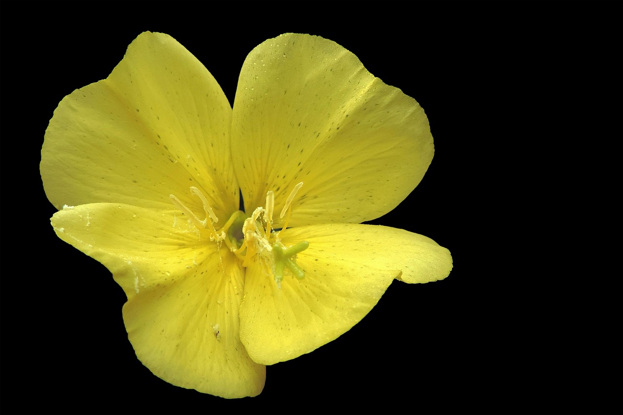 Image - blossom bloom yellow pointed flower