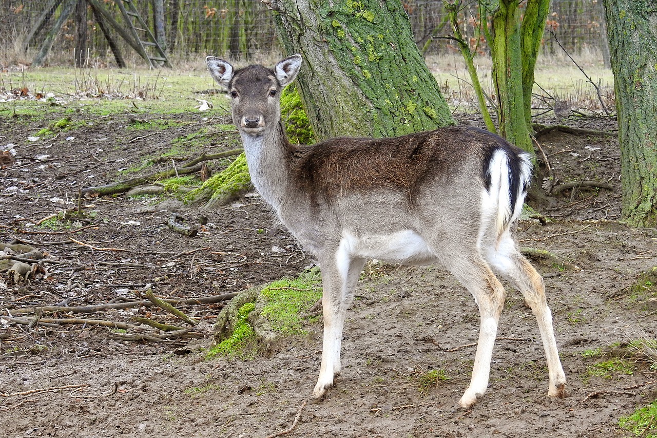 Image - roe deer forest fallow deer nature