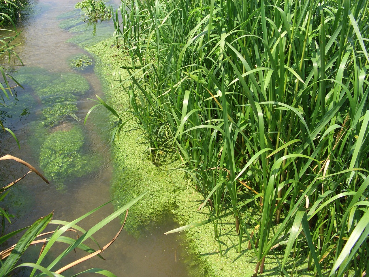 Image - change lake grass river green