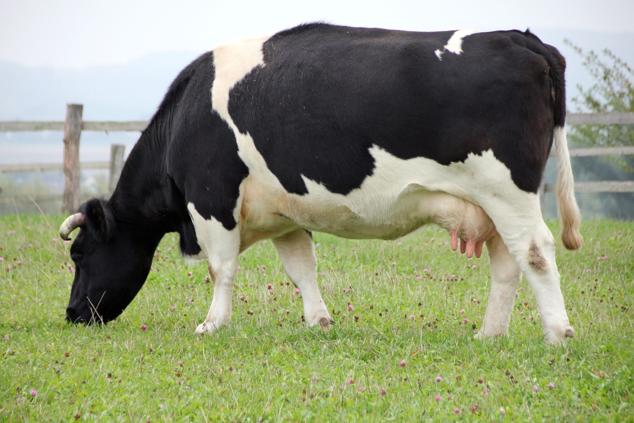 Image - animal cow eat pasture graze