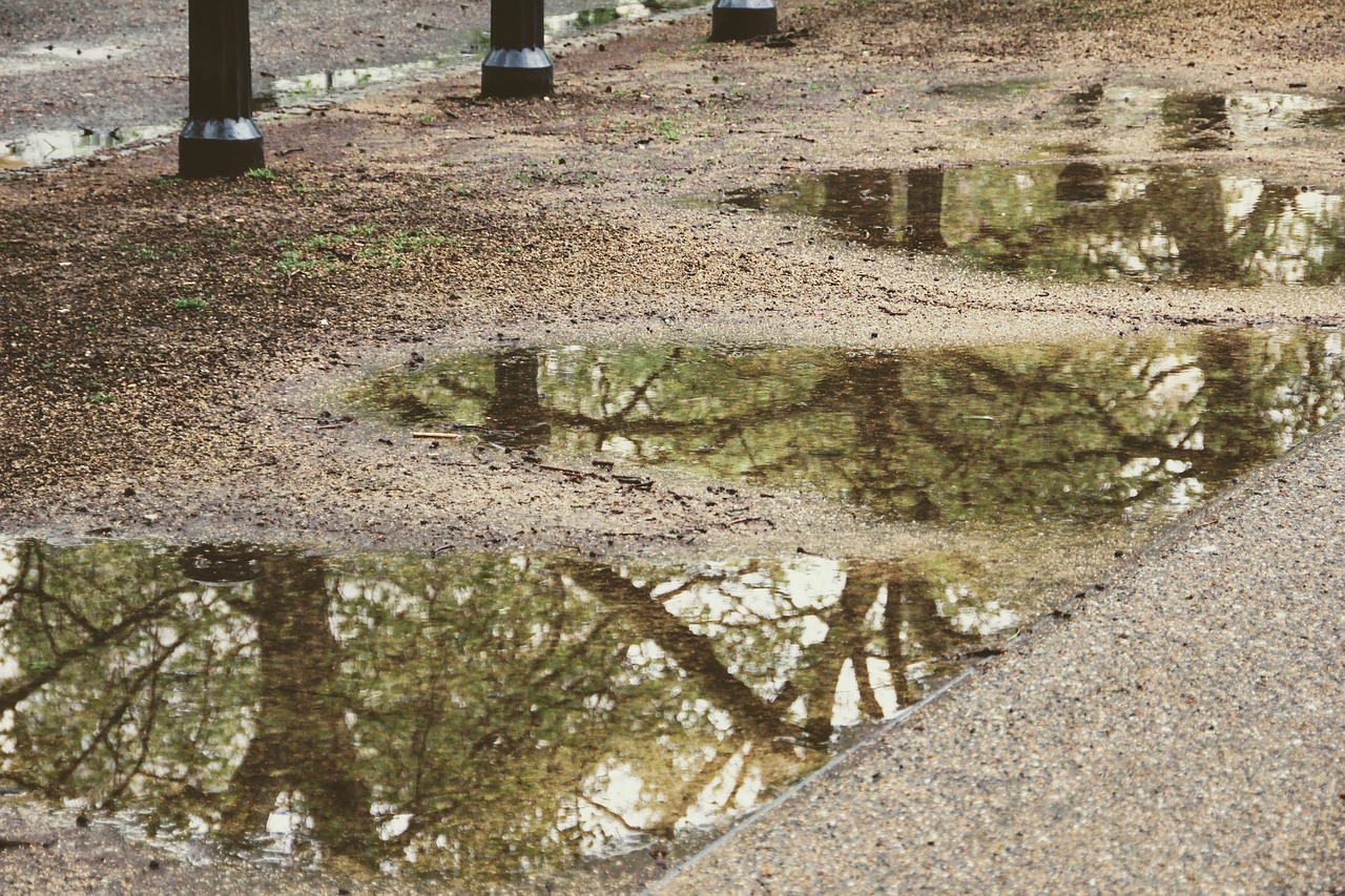 Image - trees mirroring puddle rainwater