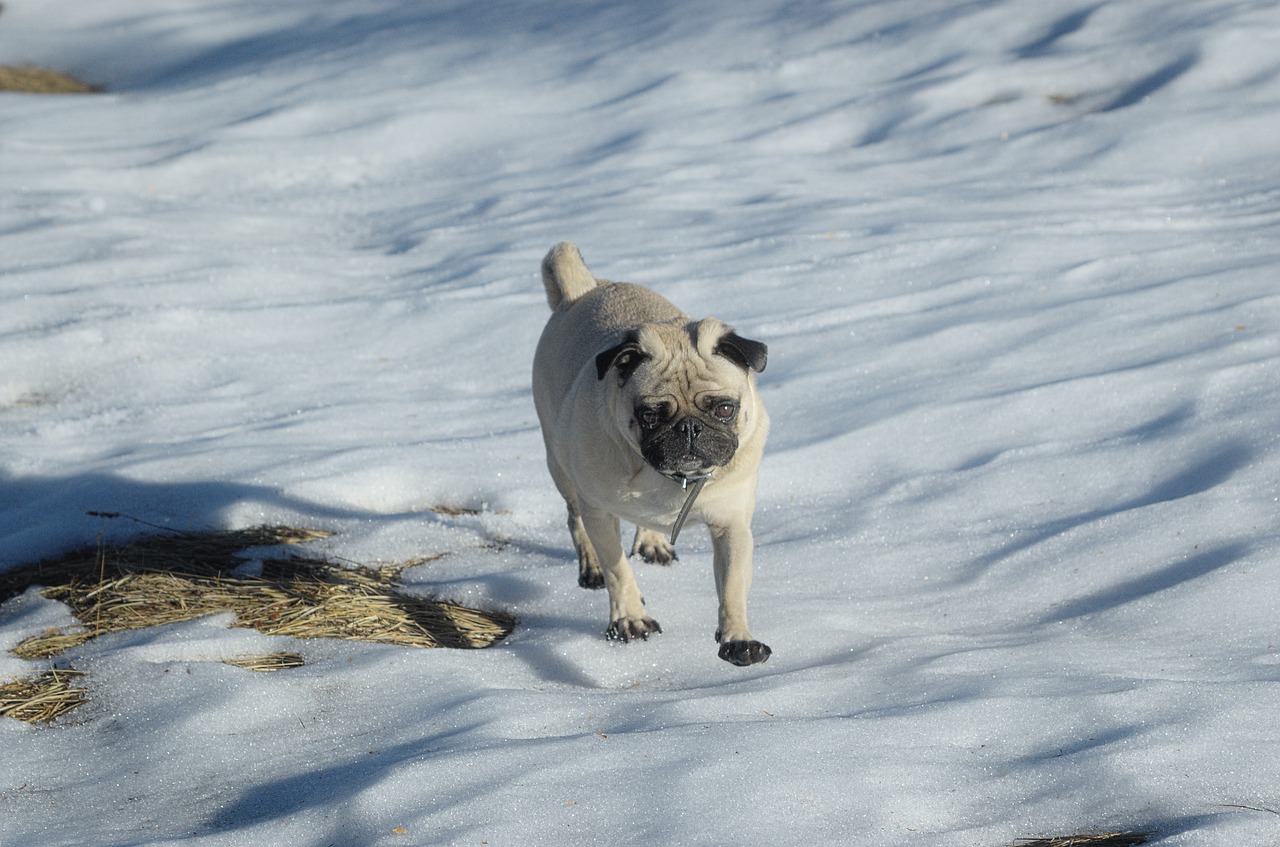 Image - pug dog lap dog snow race