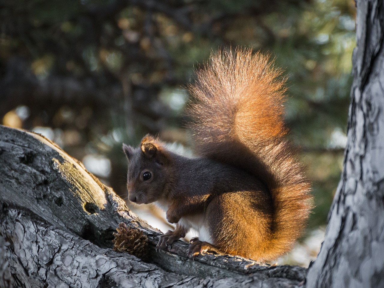 Image - squirrel nature rodent animal