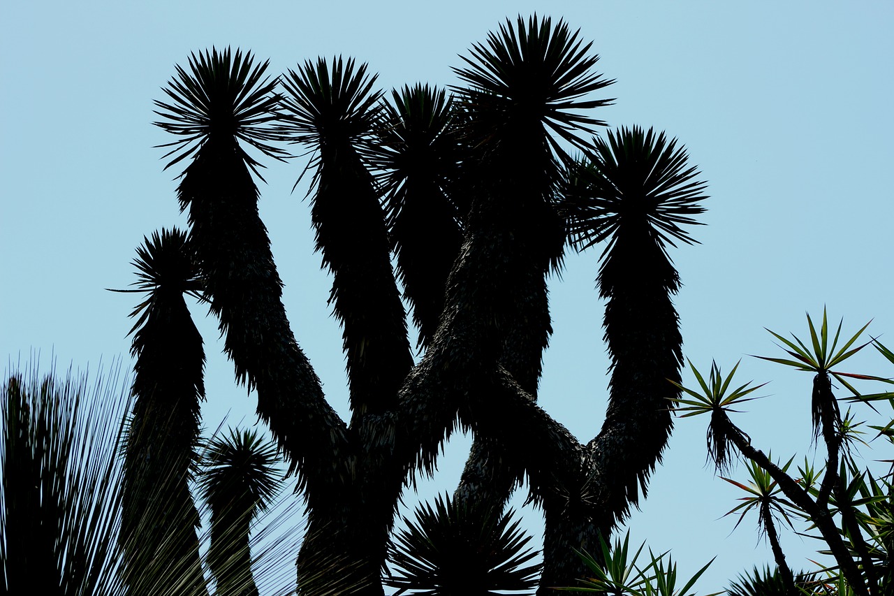 Image - plant botanical backlight garden