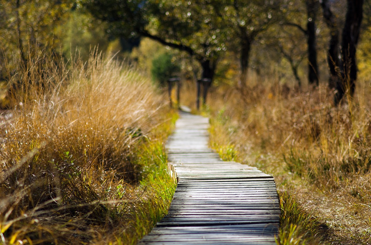 Image - wooden track web away nature trail