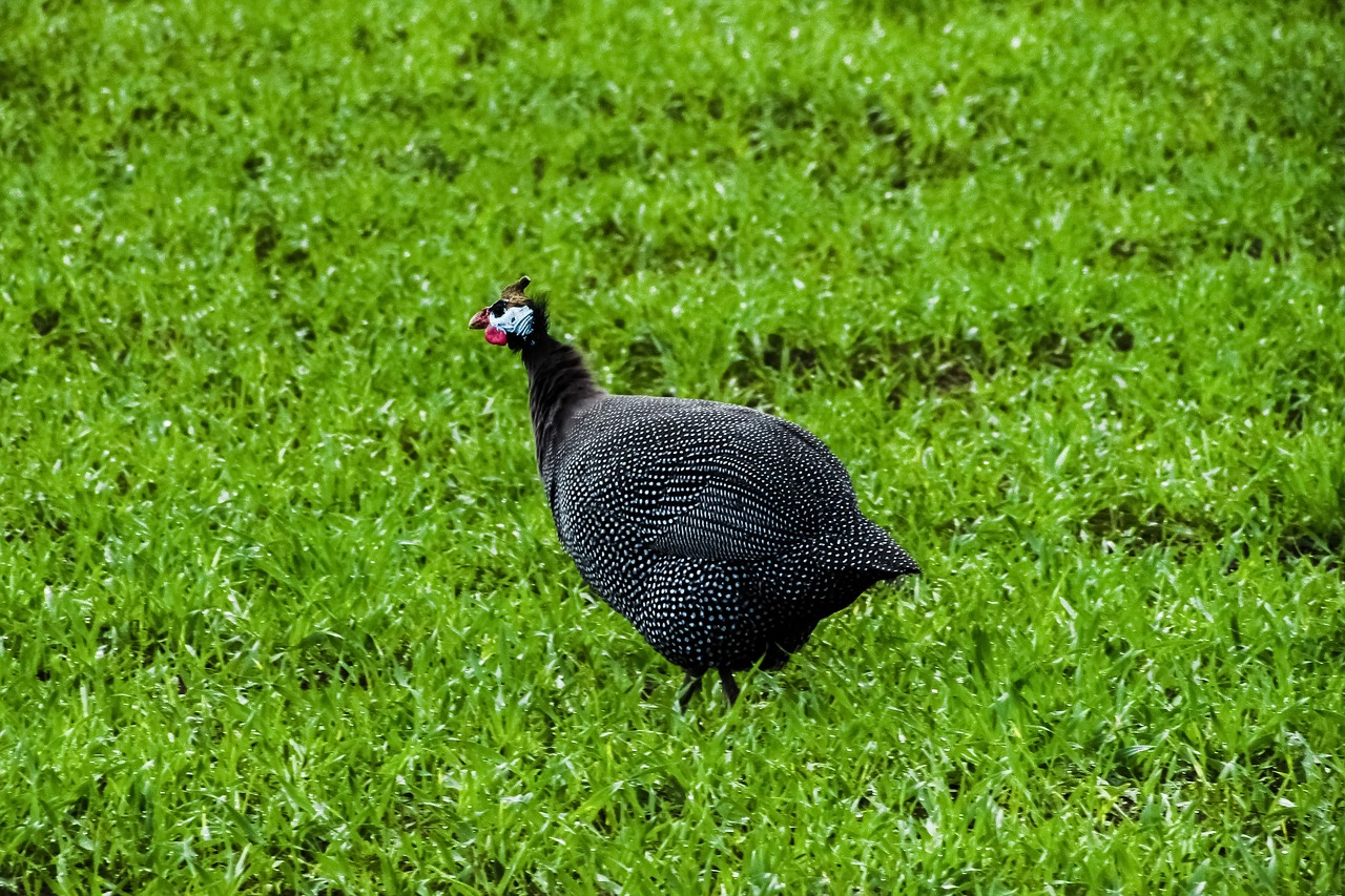 Image - helmeted guineafowl numida meleagris