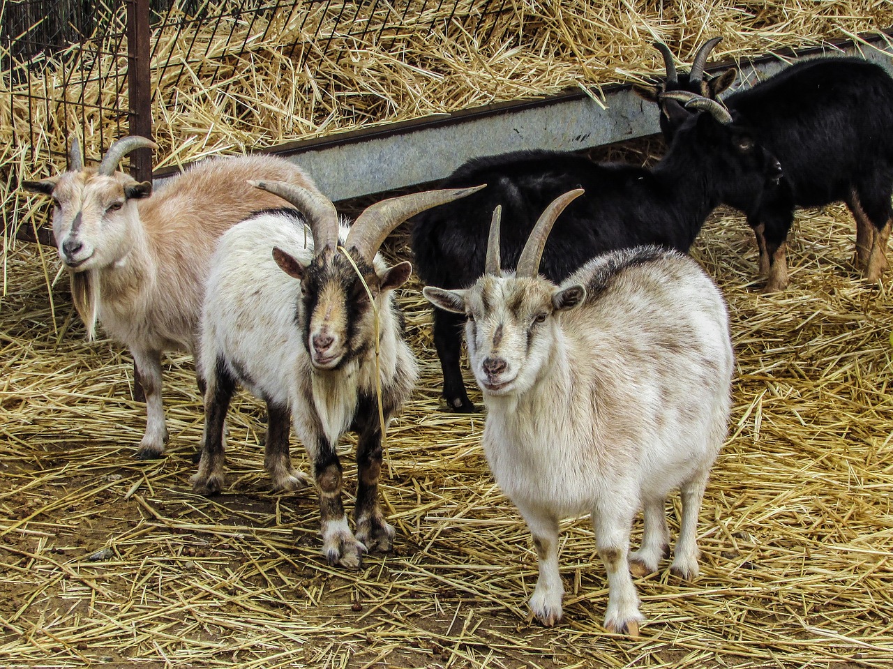 Image - goats farm animal agriculture