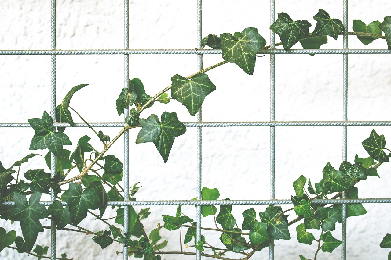 Image - climber garden ivy background