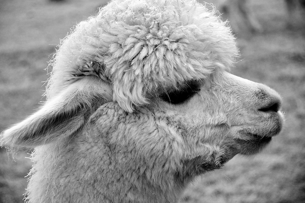 Image - alpaca animal nature mammal