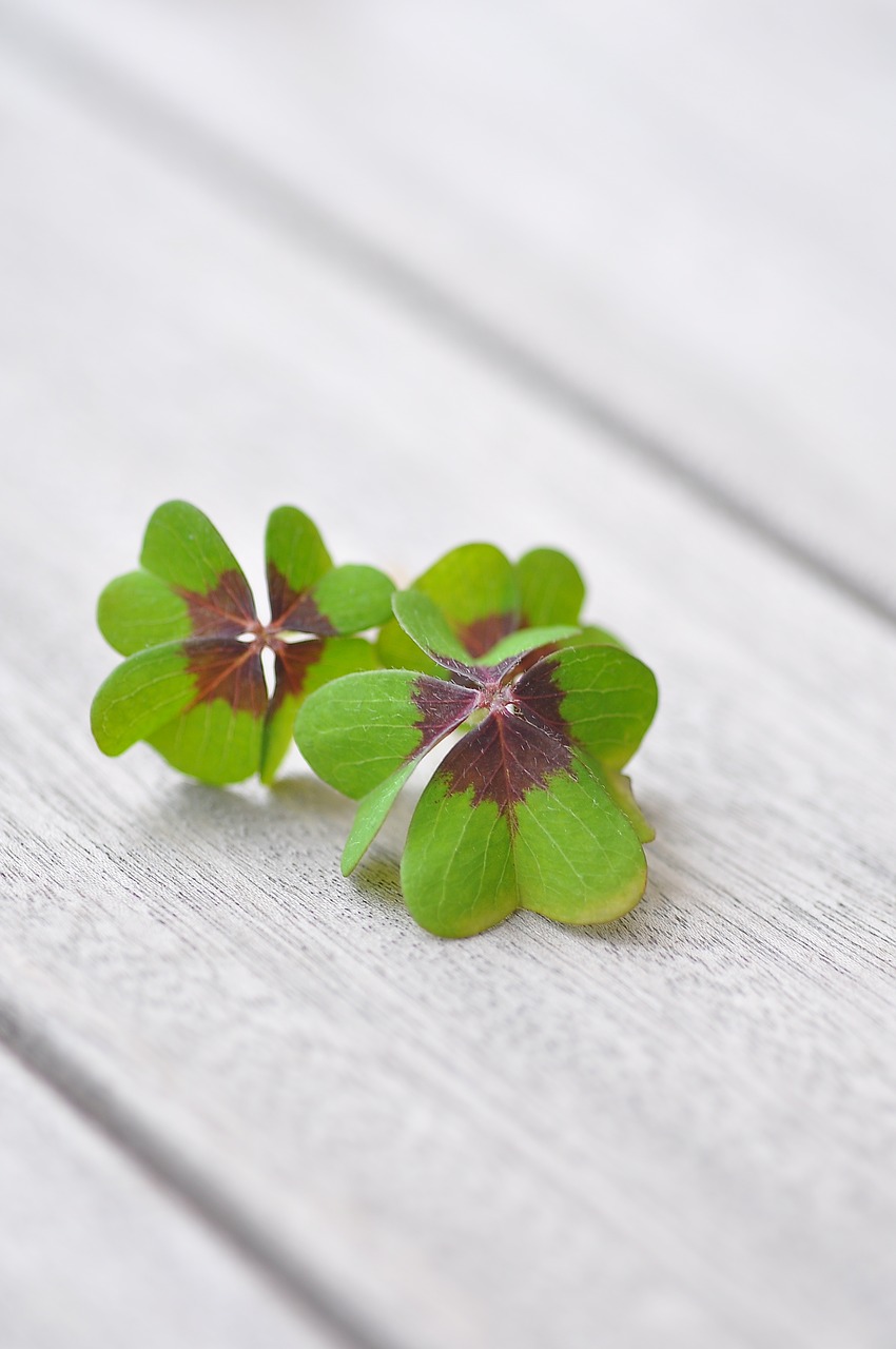 Image - lucky clover klee four leaf clover