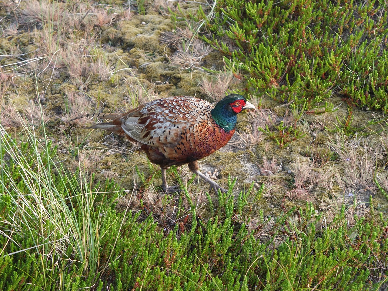 Image - pheasant bird plumage colorful