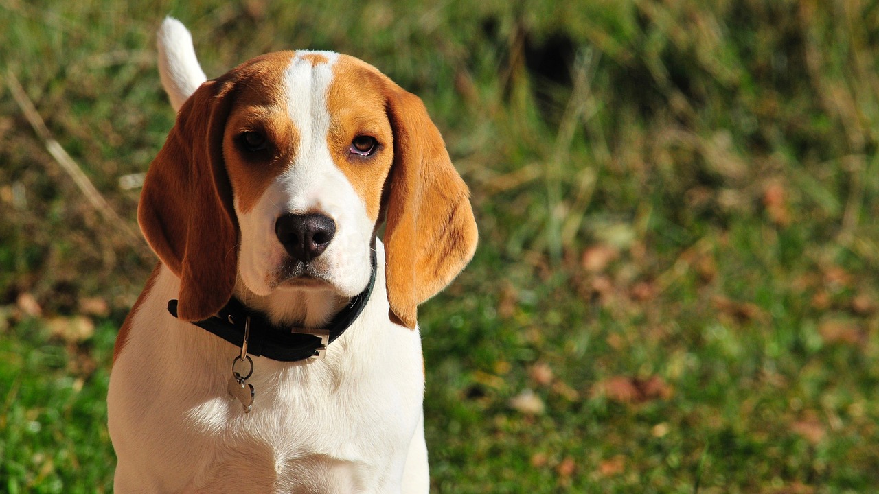 Image - pet animal puppy beagle mammals