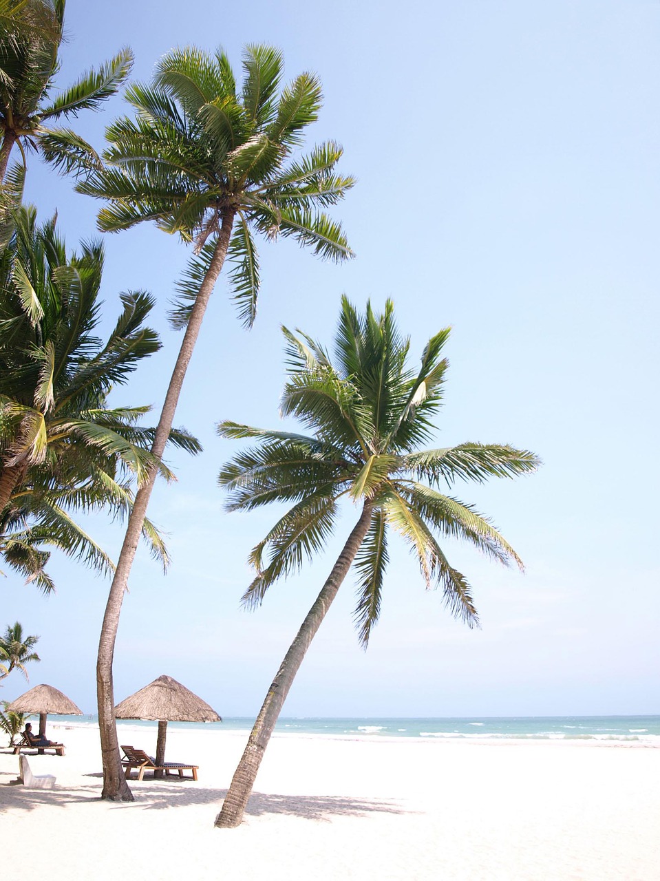 Image - palm tree sea view beach