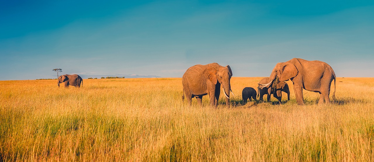 Image - africa panorama elephants grassland