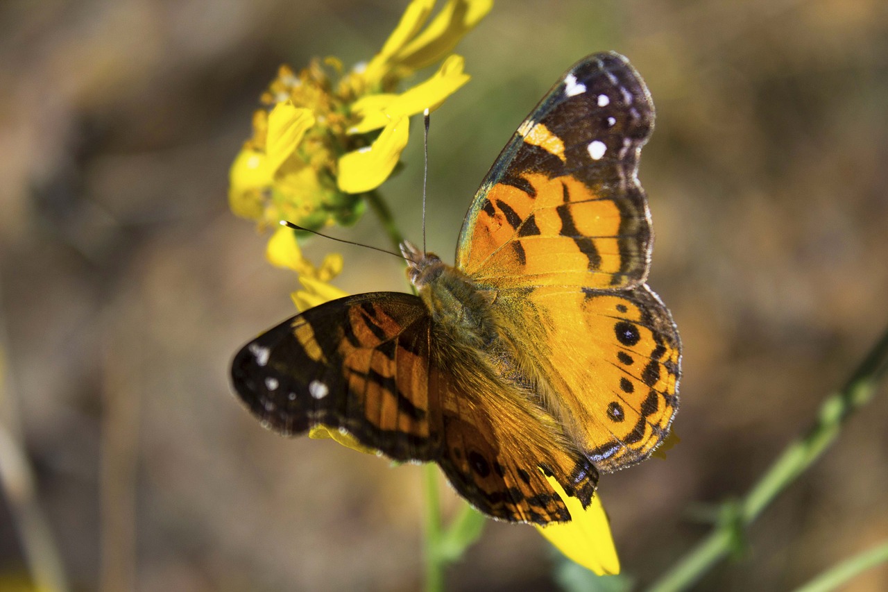 Image - butterfly pretty outside nature