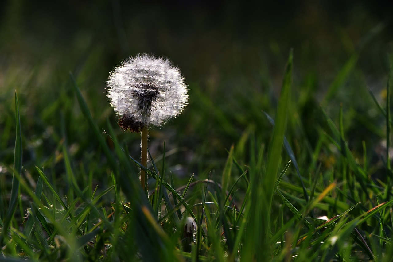 Image - dandelion plant desktop background