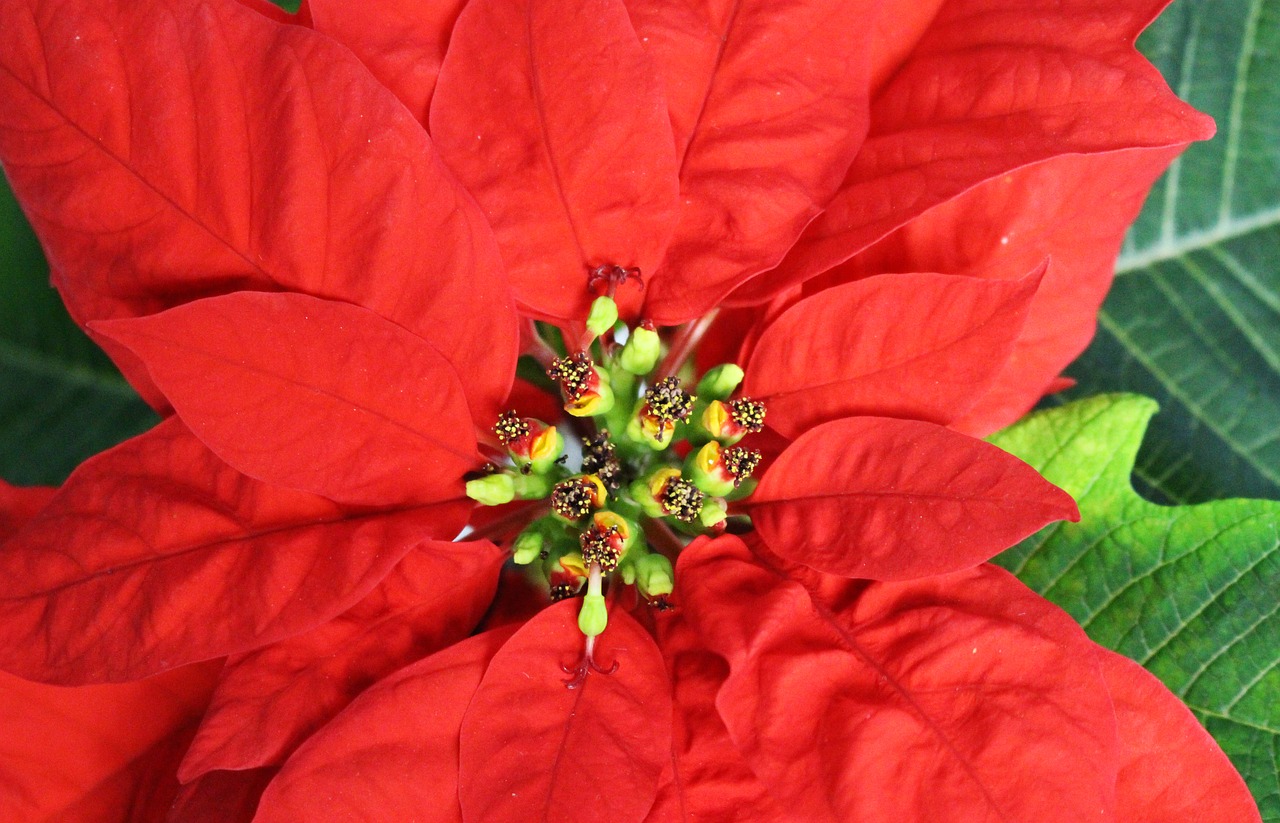 Image - spurge wonderful plant flower