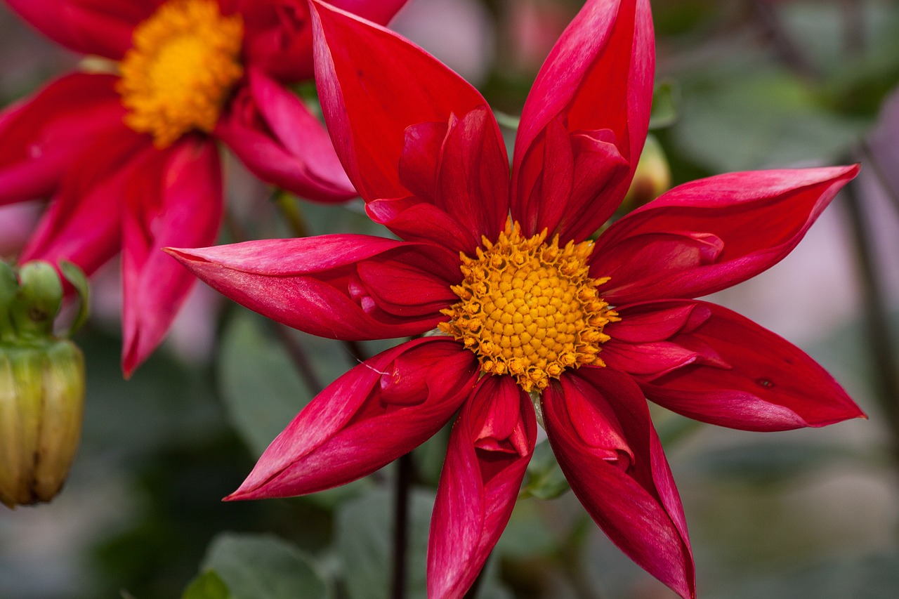 Image - dahlias dahlia geothermal plant